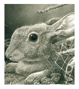 Rabbit Drawing — Click to Enlarge